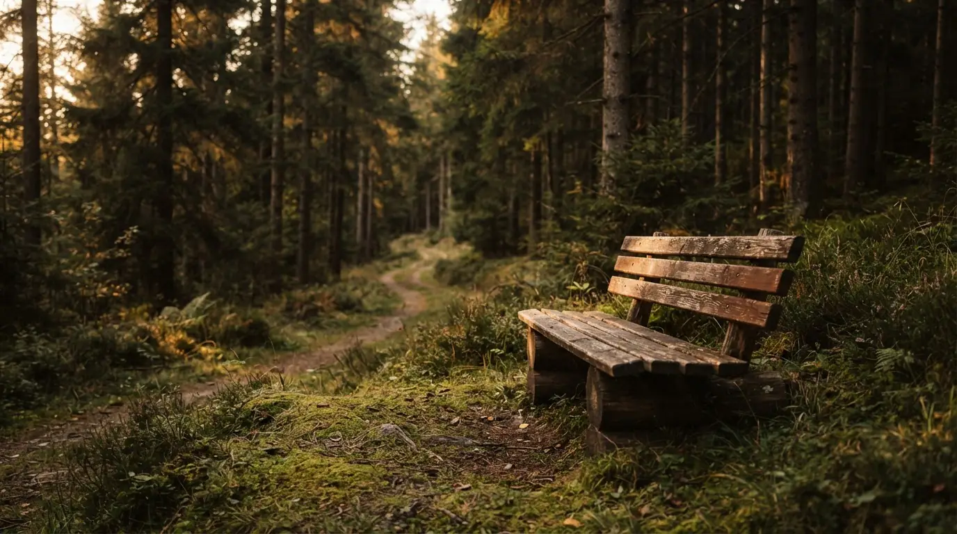 Leere Holzbank steht neben einem grünen Waldweg im Abendlicht